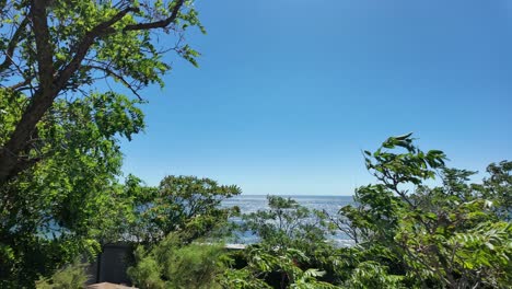 Ocean View Through Lush Green Trees on a Sunny Day