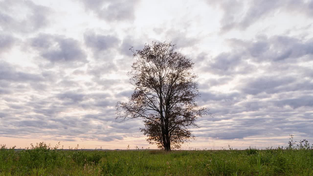 해가 지는 동안 에서 외로운 나무를 둘러싼 하이퍼스, 아름다운 타임스, 가을 풍경, 비디오 루프