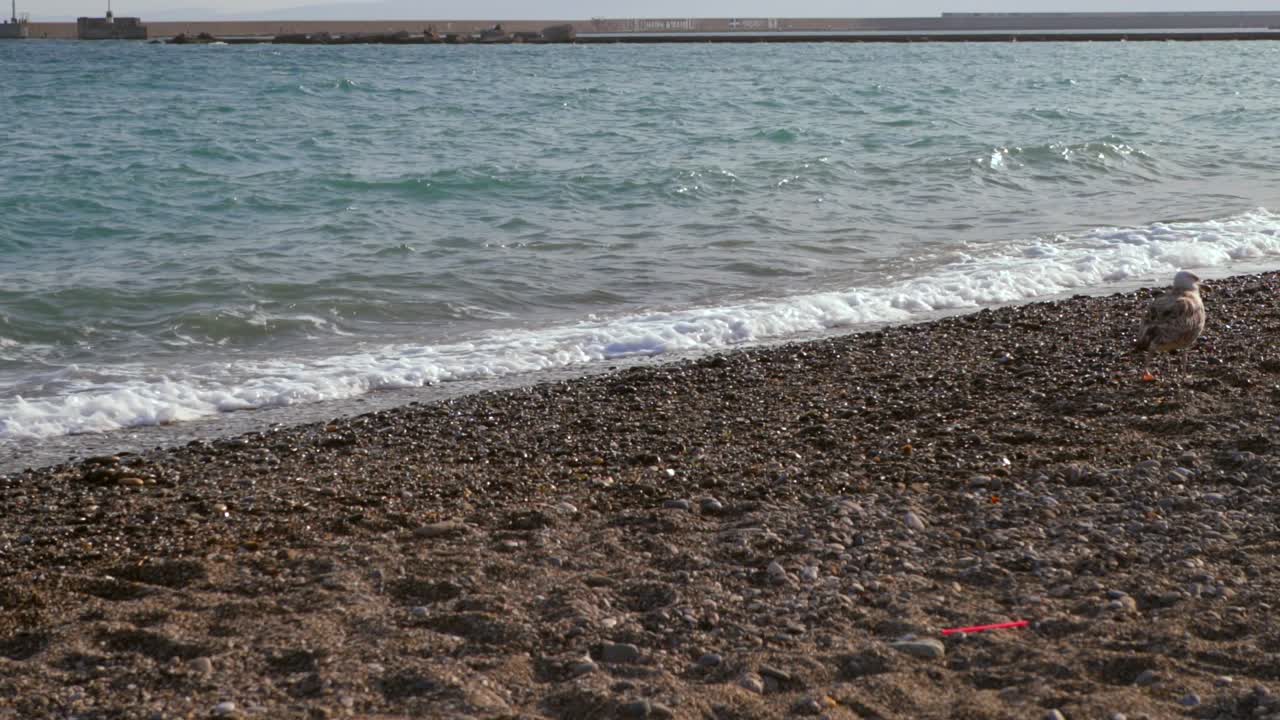 Seagull walking on pebble beach, slowly moving out of frame, smashing sea waves on the background 4k. Kalamata sea , on a quiet afternoon.