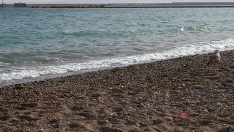 seagull walking on pebble beach, slowly moving out of frame, smashing sea waves on the background 4k. kalamata sea , on a quiet afternoon.