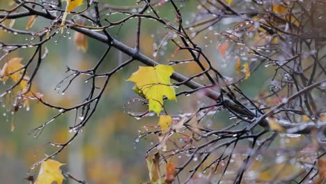 autumn leaves in the rain