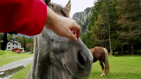 small cuddles between a young man and a young horse