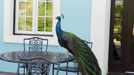 peacock standing on a table