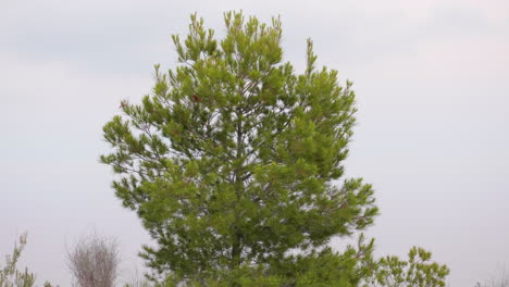 steady close shot of a vibrant pine tree