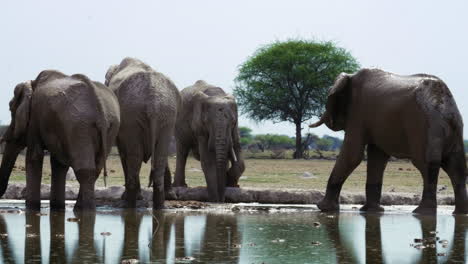 Eine-Herde-Afrikanischer-Elefanten,-Die-An-Einem-Heißen,-Sonnigen-Tag-Das-Kühle-Wasserloch-Genießen---Aus-Nächster-Nähe