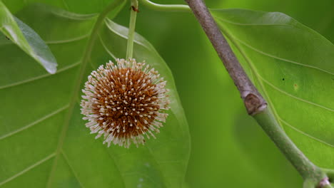 Eine-Schöne-Nauclea-Blume,-Die-Sich-Sanft-Wiegt,-Während-Der-Wind-Weht---Nahaufnahme