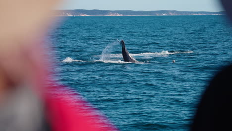 Tourists-Observing-Wild-Humpback-Whale-Tail-Slap-Surface-Of-Ocean-From-Sightseeing-Boat,-4K-Slow-Motion