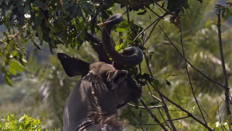 close up de kudu antílope toro comiendo hojas en la sombra del árbol