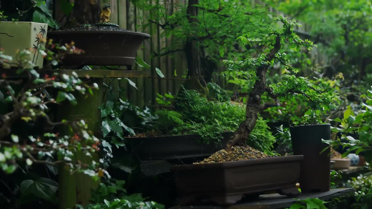 Panoramica di molteplici bonsai verdi esposti in un giardino