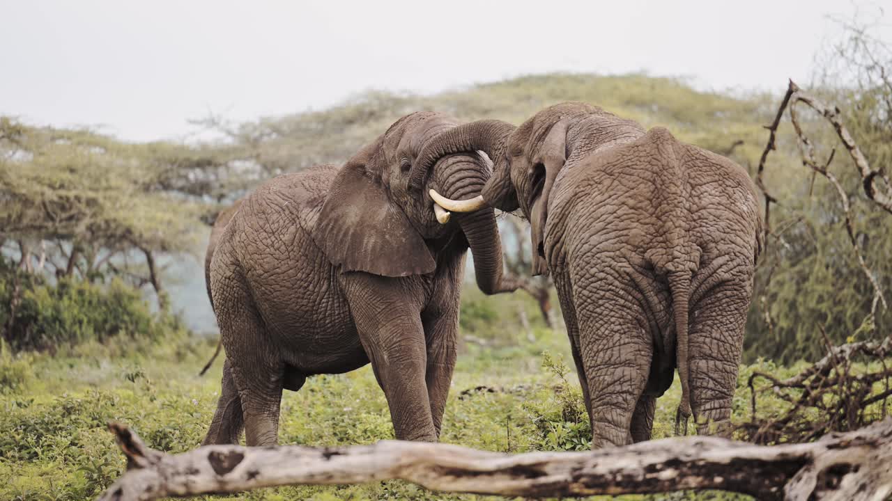 Two Elephants Engaging in Playful Sparring in the African Savanna