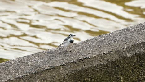 White-Wagtail-Walking-On-Concrete-Wall-By-the-Water-At-Sunset,-Sing-Open-Beak,-Turn-Around