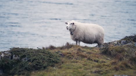 white wooly sheep grazing on the rocky fjord coastline