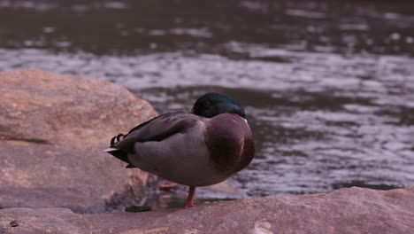 a mallard duck standing on one leg, near a stream