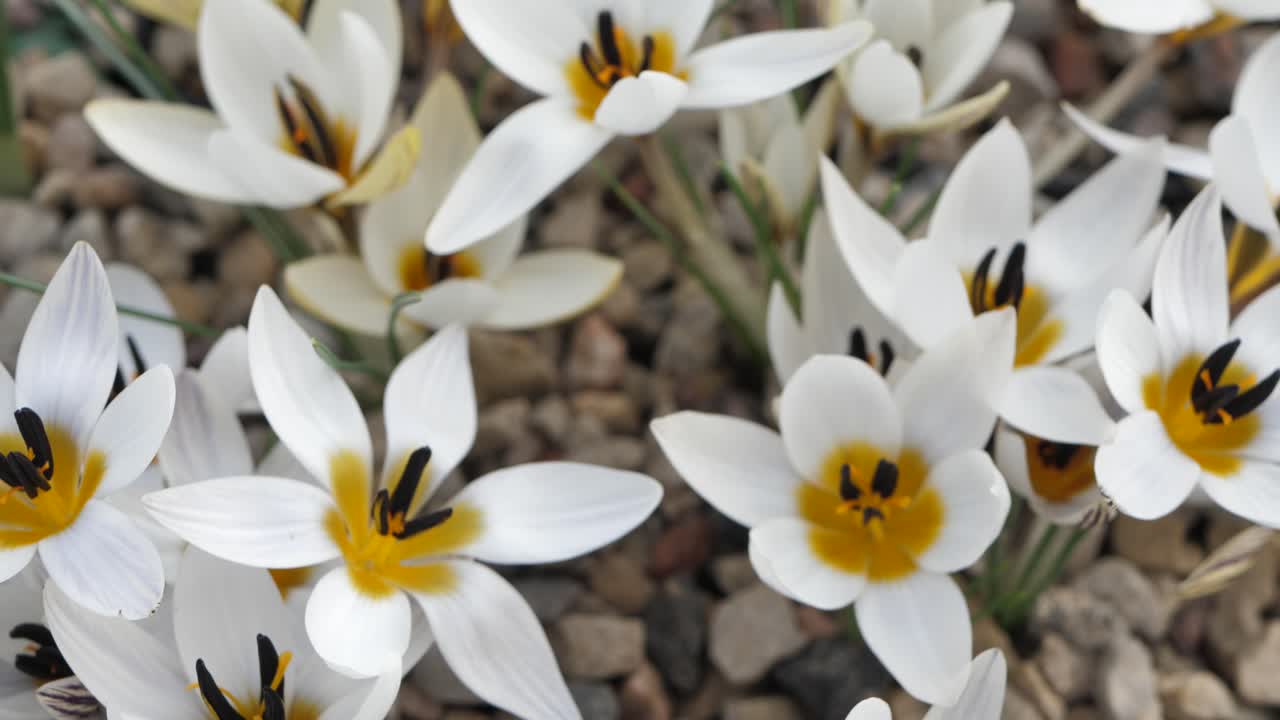 Krokusser med smukke, flerfarvede blomster.