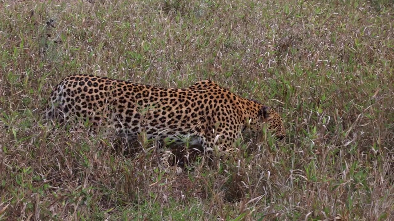 Kısa savan otları arasında süzülen leoparla birlikte kayan kamera.