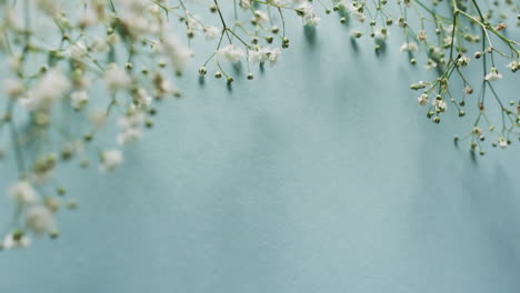 video de múltiples flores blancas y espacio de copia en fondo azul
