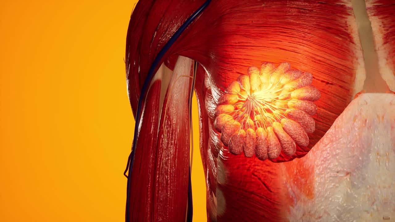 여성 몸의 해부학적 3d 애니메이션 - 피부 아래의 근육 및 혈관 구조 - 유방 해부학