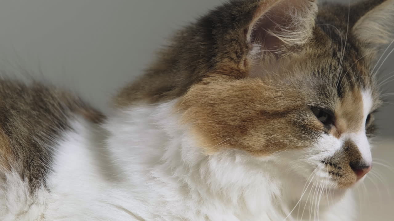 경고된 칼리코, 타비코 고양이의 슬라이딩  ⁇ 이 잠들고 흥분으로 모든 방향으로 둘러보고 있습니다.