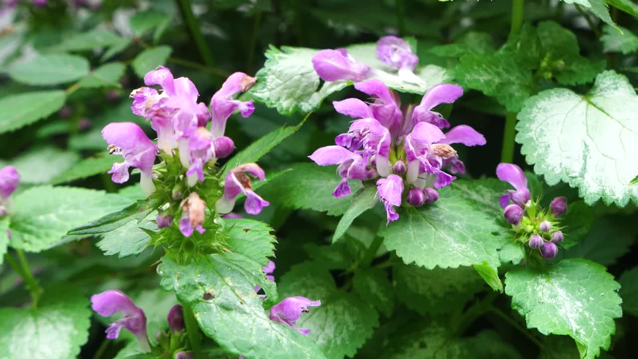 Lamium plant with pink or purple flowers blooming in the spring time. Dead Nettles flowering botanical plant good for shady areas in the landscape or flower beds. Close up of pink or purple blooms.