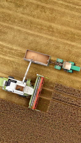 harvesting machinery work on field. combine pouring ripe wheat grains into tractor. crop season. top aerial view. circling shot. vertical video