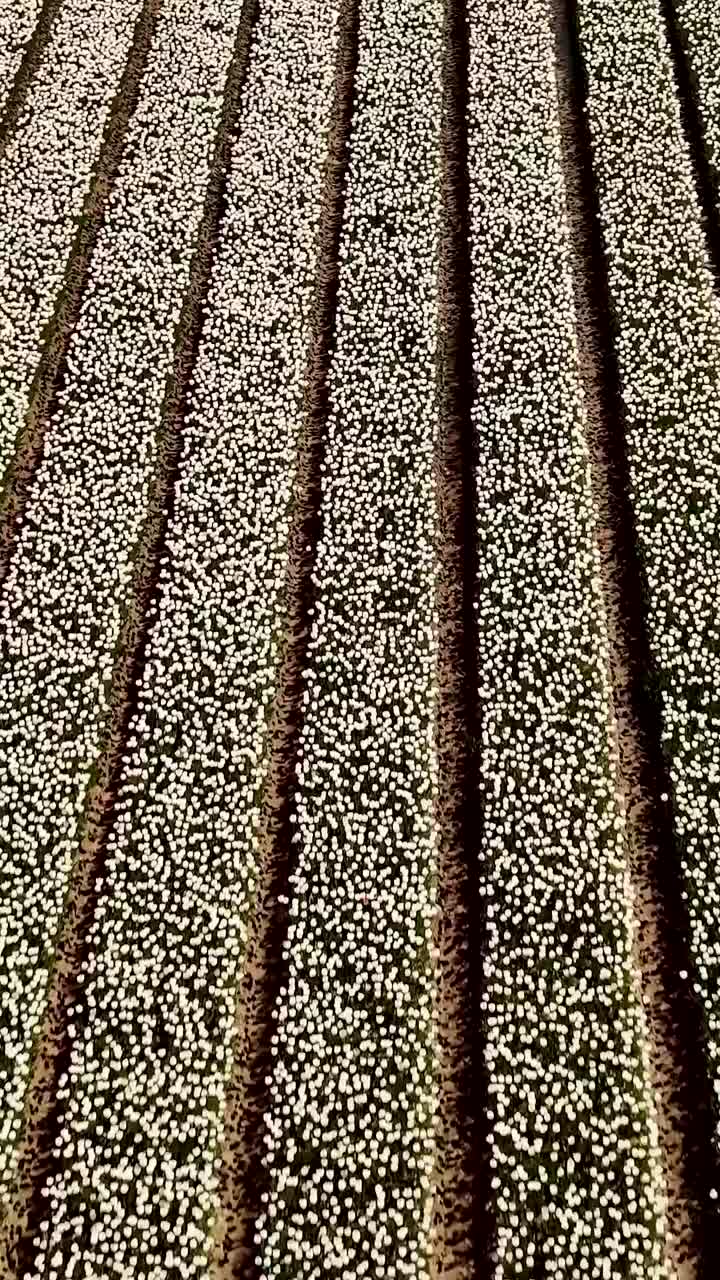 Aerial view of a meticulously planted field