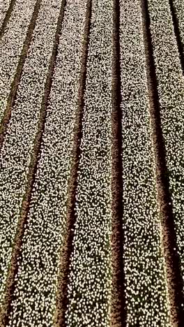 aerial view of a meticulously planted field