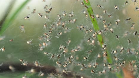 Winzige-Gefleckte-Spinnen,-Die-Im-Netz-Kriechen