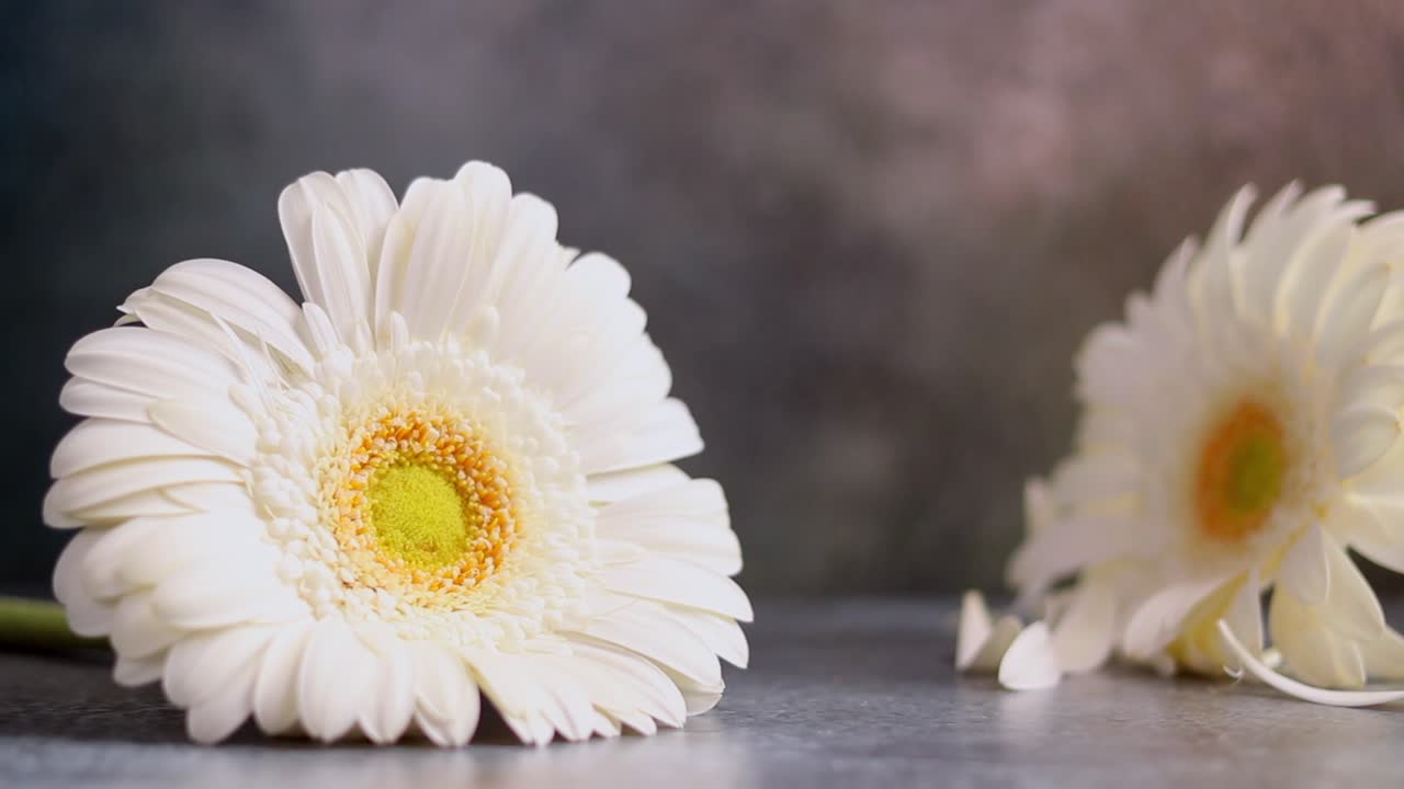 Gerbera bianca con petali che cadono delicatamente