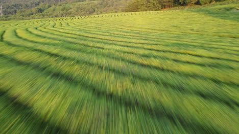 aerial view flying low over a tea plantation, sunny, summer evening in russia