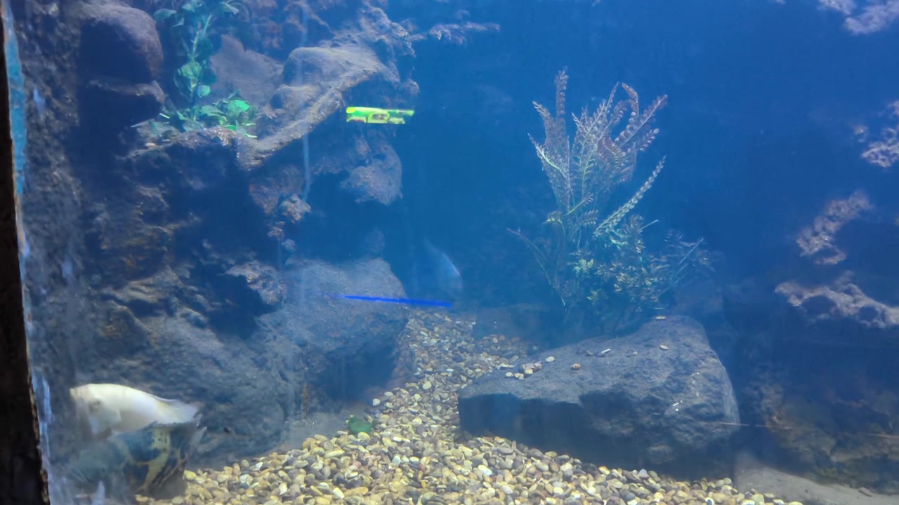 Peixes Tropicais Nadando em um Grande Aquário de Água Doce