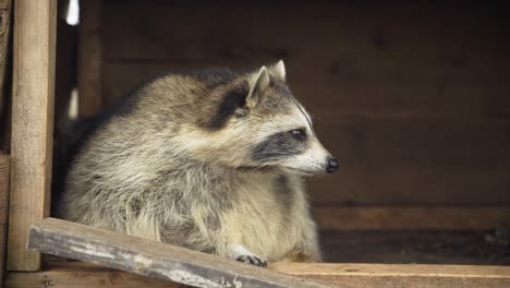 portrait shot of curious raccoon in wooden house, animal wildlife park