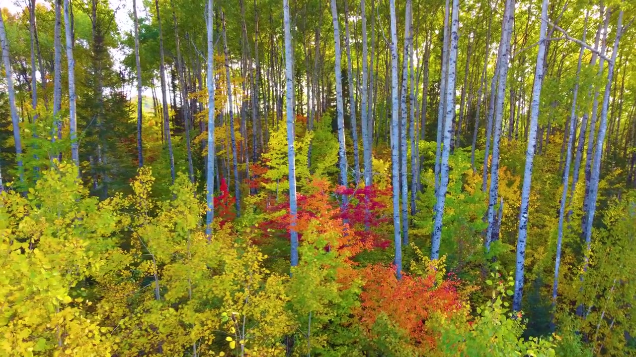 Luftfoto av bølgende åser i nordlige Ontario om høsten med strålende høstfarger på en lys og solrik dag