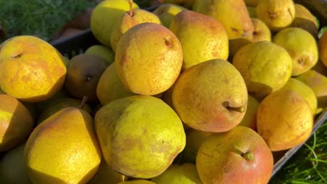 ripe juicy pears in a box, fruit harvest. it’s autumn time in the garden. 4k video