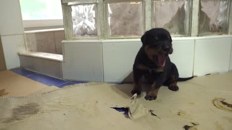 Cachorro-De-Pura-Raza-Rottweiler-Somnoliento-Y-Cansado-Sentado-Y-Bostezando