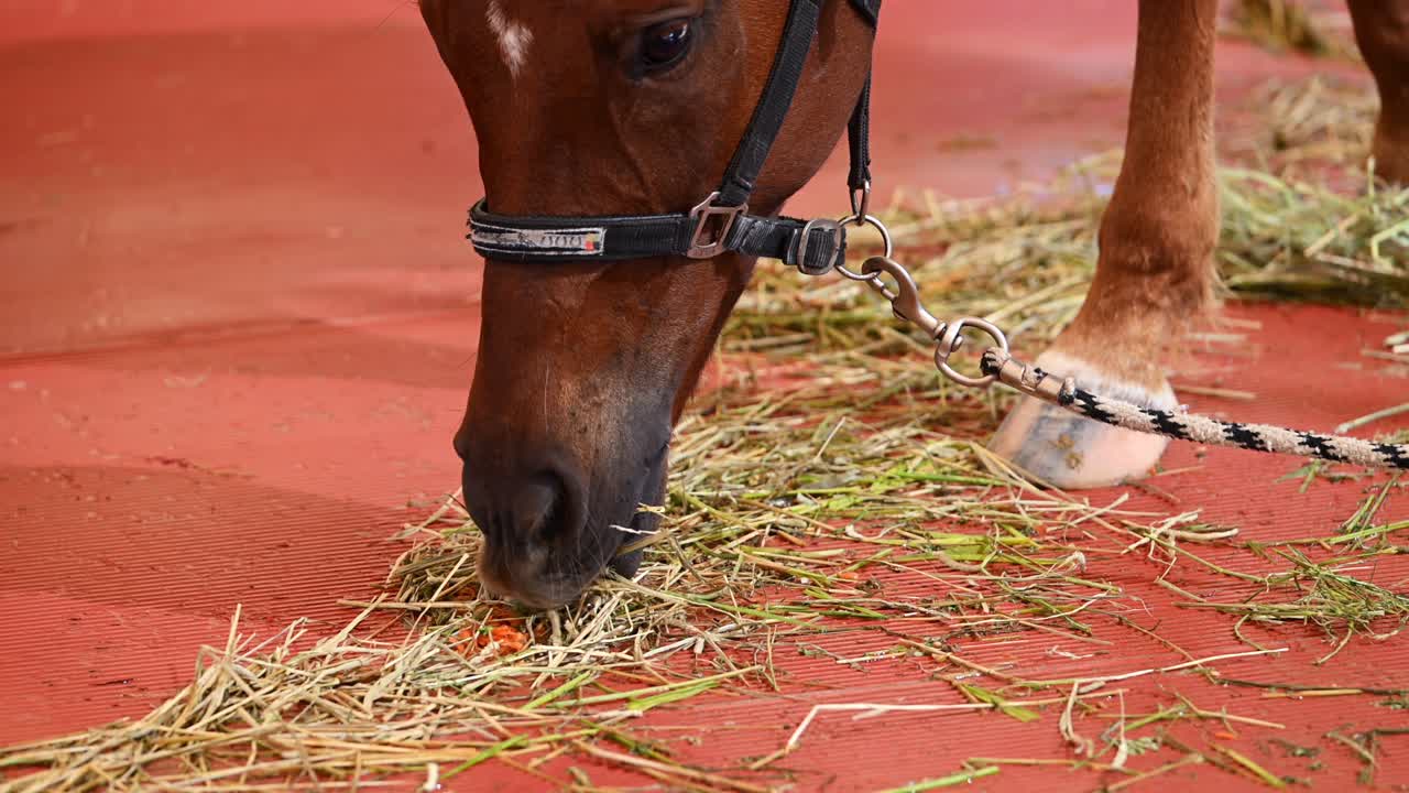En hest græsser fredeligt ved International Endurance Village i UAE