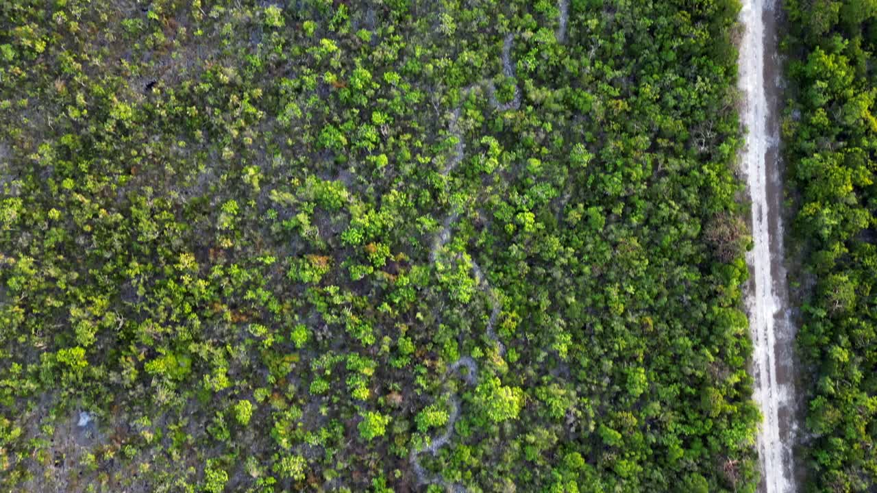 un avión no tripulado vuela sobre una selva tropical y una carretera forestal, mirando directamente hacia abajo hacia el dosel de los árboles en las islas caimán en el caribe
