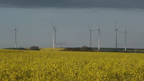 wind turbines in the middle of rapeseed field in bloom generating renewable electric energy, protect the environment. deutchland.