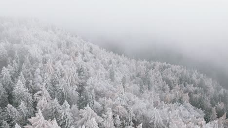 low clouds and fog in winter over trees covered with white snow in bucegi forest, romania