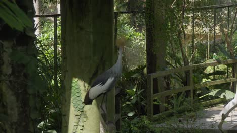 Ein-Grauer-Kronenkranich-Thront-Auf-Einem-Geländer-Im-Bali-Bird-Park-In-Indonesien