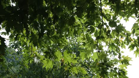 famous sycamore leaves