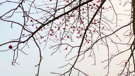 Ein-Majestätischer-Baumwollbaum-Aus-Roter-Seide,-Bedeckt-Mit-Leuchtenden-Blumen
