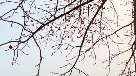 a majestic red silk cotton tree covered in vibrant flowers