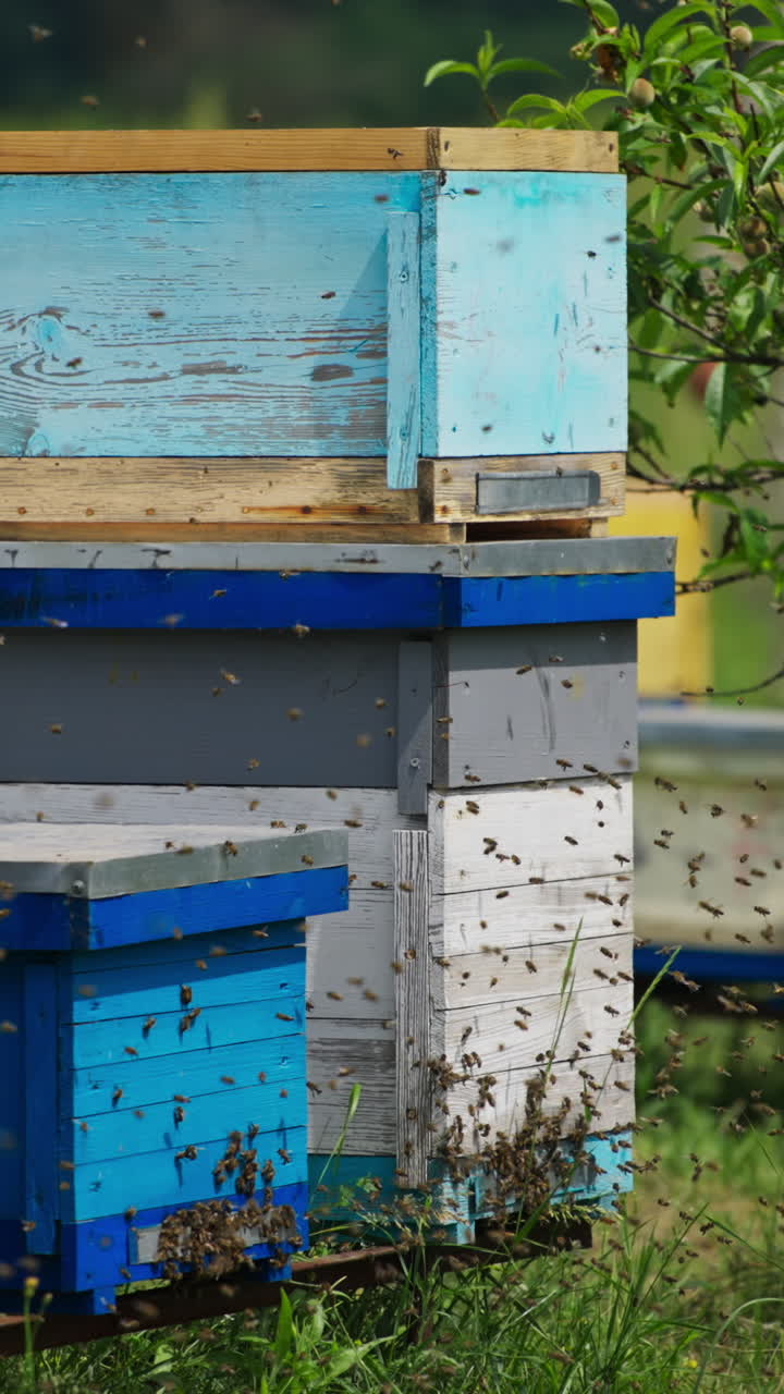Wooden bee hives surrounded by lots of bees. Tiny insects working hard in summer season. Vertical video