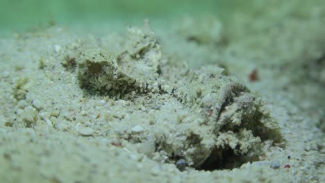 Demon-Stinger--close-up-on-sand