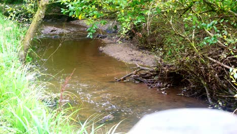 Clean-fresh-cold-autumn-woodland-forest-copper-curved-stream-flowing-between-trees