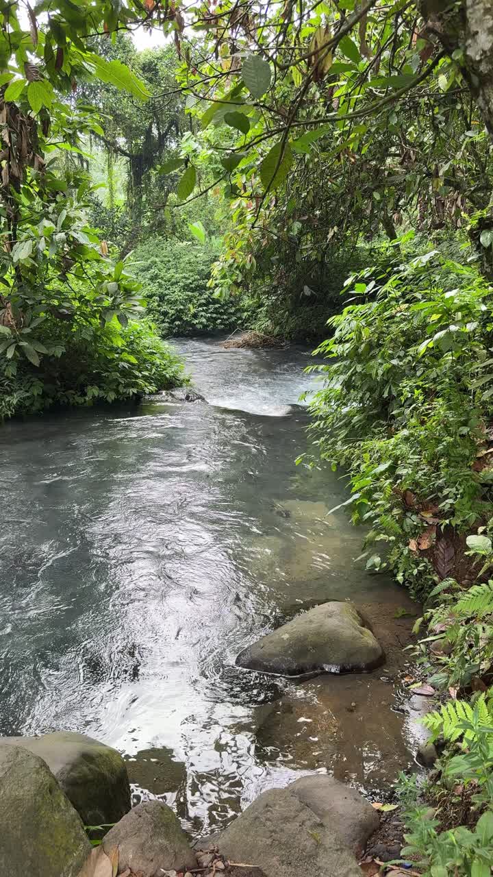Il sereno fiume che scorre attraverso la lussureggiante foresta tropicale