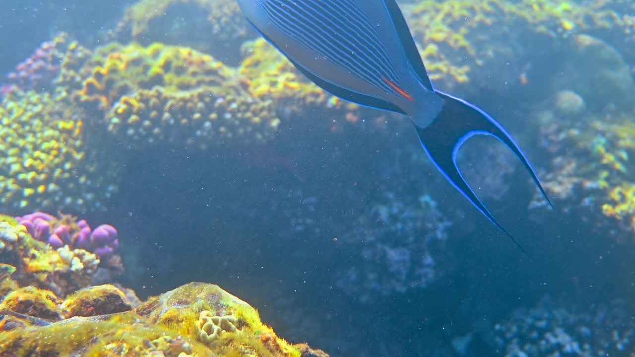 Nahaufnahme eines Sohal-Doktorfischs, der in der Nähe eines Korallenriffs schwimmt