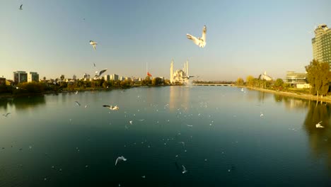 gulls over the river, sabancı merkez mosque in the distance in the center of adana