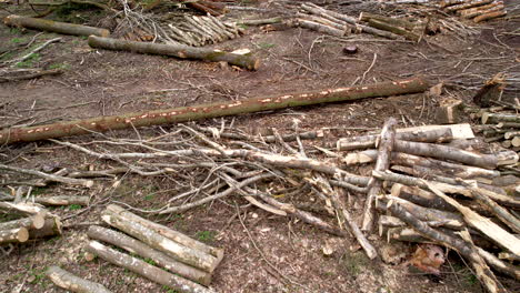 Aerial flyover wood cleared forest landscape with logs during sunny day