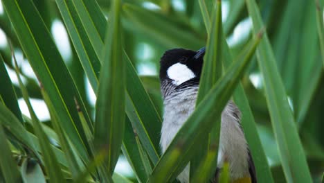 close-up shot of a common ring plover between the tree branches